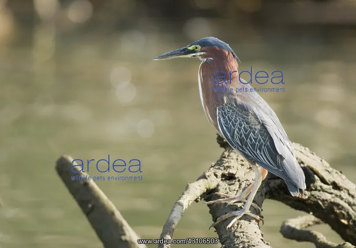 : Green heron : Green heron