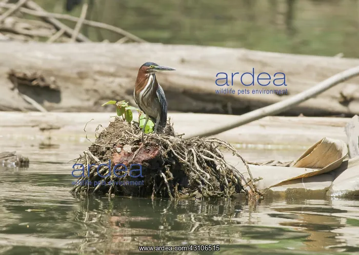 : Green heron : Green heron