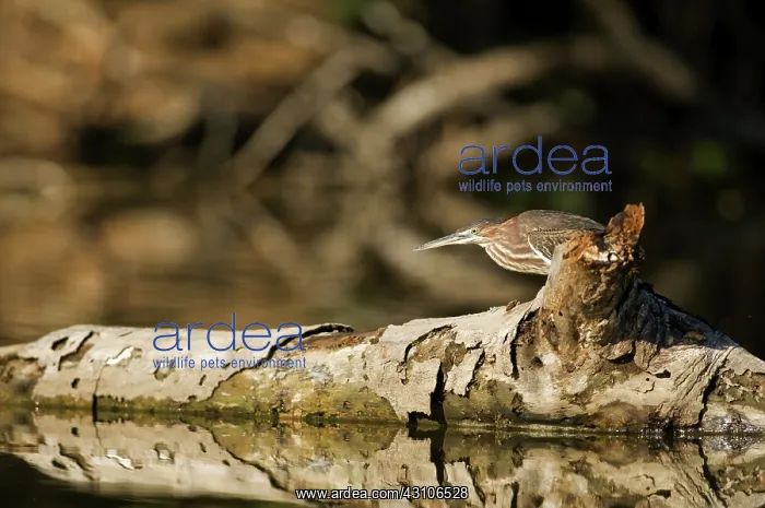: Green heron : Green heron