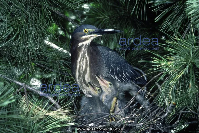  : Green Heron