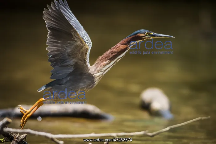 : Green Heron (Butorides striatus) on the fly, Tortuguero : Green Heron (Butorides striatus) on the fly, Tortuguero