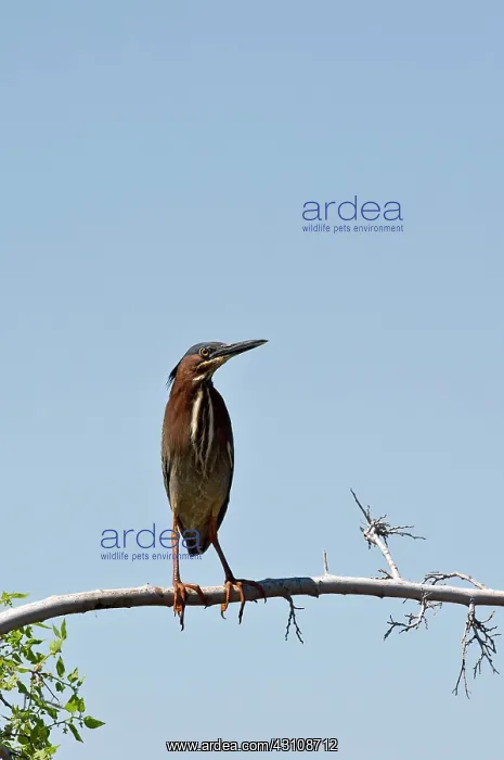 : Green heron (Butorides virescens). Riparian Preserve : Green heron (Butorides virescens). Riparian Preserve