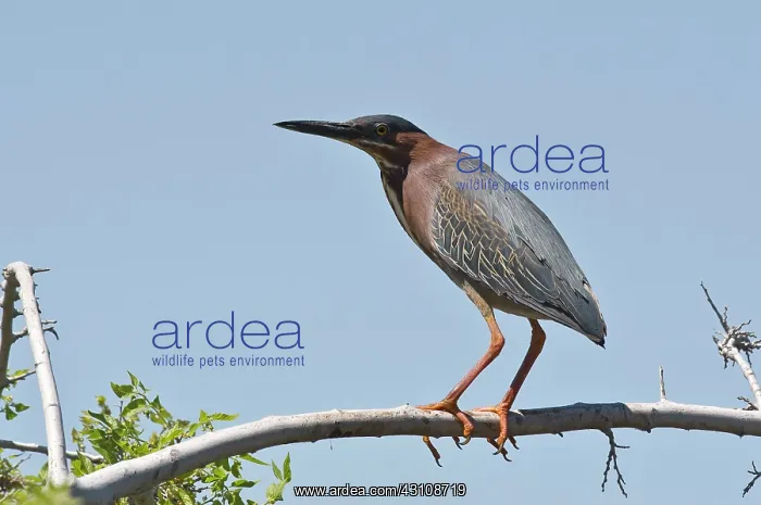 : Green heron (Butorides virescens). Riparian Preserve : Green heron (Butorides virescens). Riparian Preserve