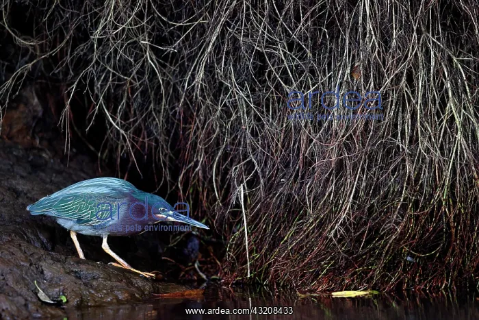 : Green Heron (Butorides virescens) on a bank, Costa Rica : Green Heron (Butorides virescens) on a bank, Costa Rica
