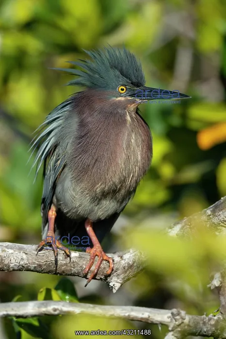 : Green heron (Butorides virescens) on a branch, BCS : Green heron (Butorides virescens) on a branch, BCS
