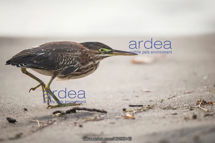 : Green Heron (Butorides virescens) walking on sand : Green Heron (Butorides virescens) walking on sand