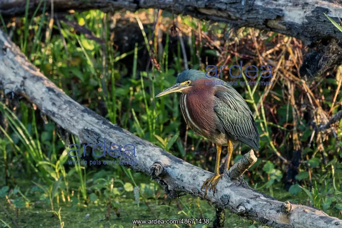 : Green Heron, Circle Bar B Ranch, Florida : Green Heron, Circle Bar B Ranch, Florida