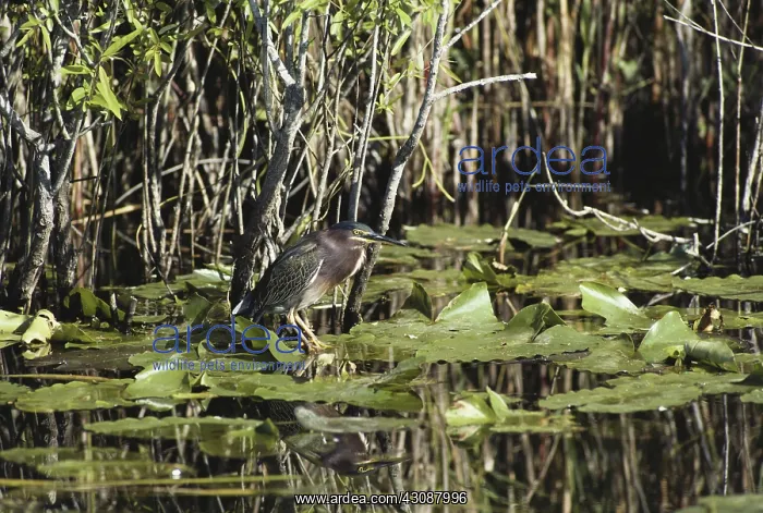 : Green Heron in the Everglades : Green Heron in the Everglades