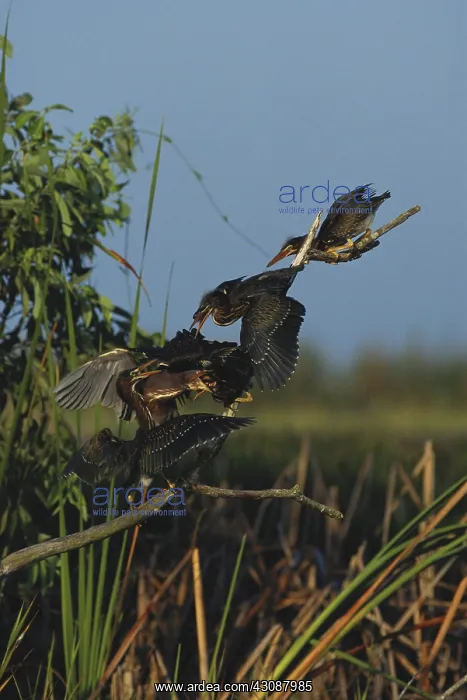 : Green Heron Feeding Young : Green Heron Feeding Young