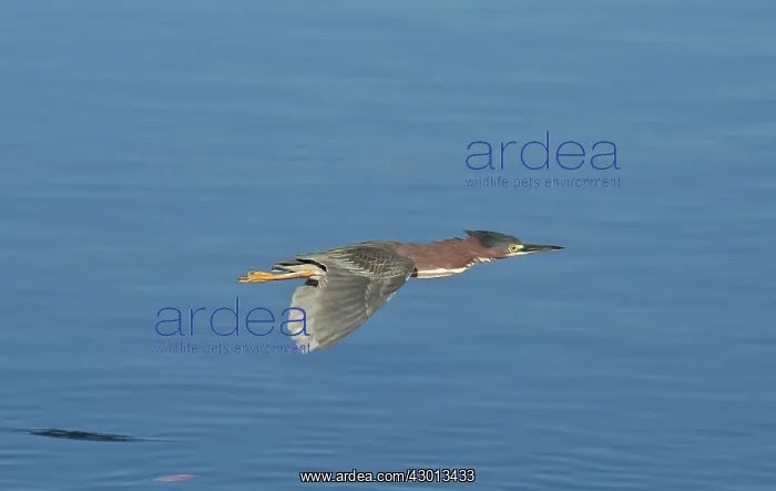  : Green Heron in flight over water Florida, USA