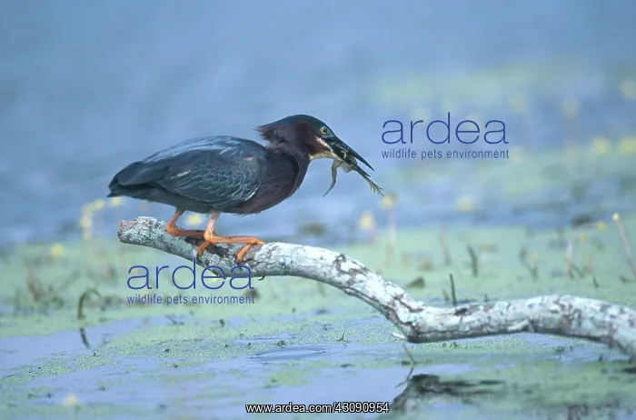 : Green Heron with Frog : Green Heron with Frog