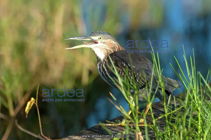 : Green Heron - with bill open at water treatment plant : Green Heron - with bill open at water treatment plant