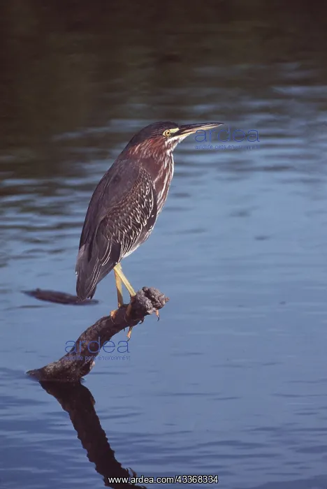 : GREEN HERON - perched on branch in water : GREEN HERON - perched on branch in water