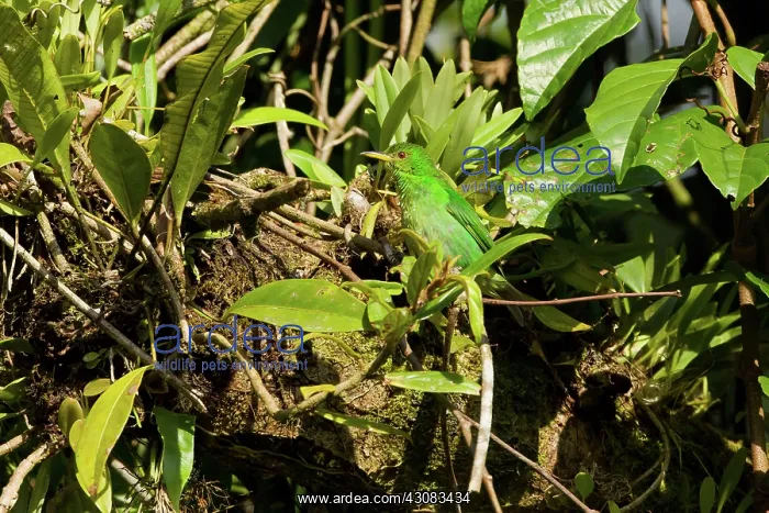 : Green Honeycreeper : Green Honeycreeper