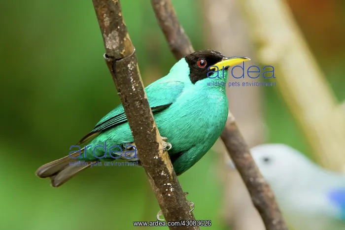 : Green Honeycreeper : Green Honeycreeper