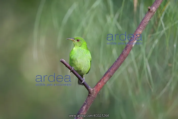 : Green Honeycreeper : Green Honeycreeper