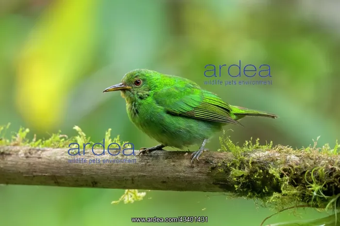 : Green Honeycreeper, Chlorophanes spiza : Green Honeycreeper, Chlorophanes spiza