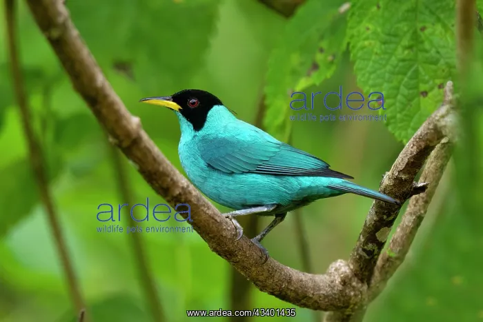 : Green Honeycreeper, Chlorophanes spiza : Green Honeycreeper, Chlorophanes spiza
