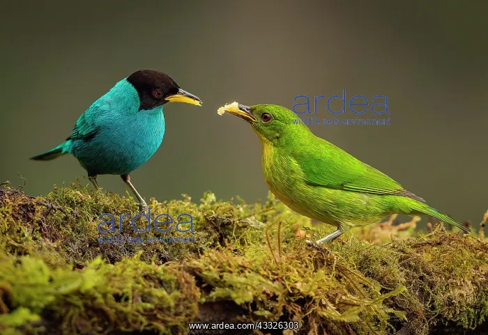 : Green Honeycreeper (Chlorophanes spiza) male & f : Green Honeycreeper (Chlorophanes spiza) male & f