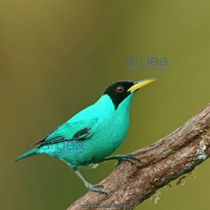  : Green Honeycreeper (Chlorophanes spiza), sitting