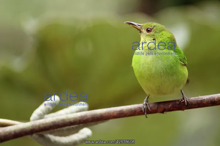 : Green HONEYCREEPER - female : Green HONEYCREEPER - female