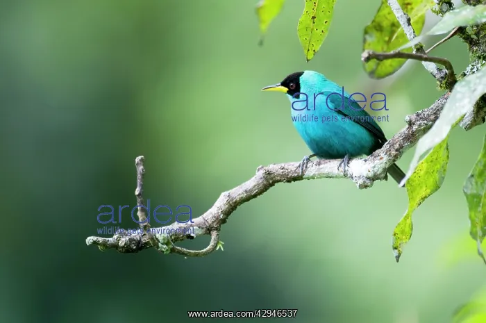 : Green Honeycreeper - female on branch : Green Honeycreeper - female on branch