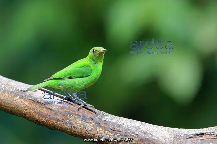 : Green Honeycreeper - female Chlorophanes spiza Sarapiqui, Co : Green Honeycreeper - female Chlorophanes spiza Sarapiqui, Co