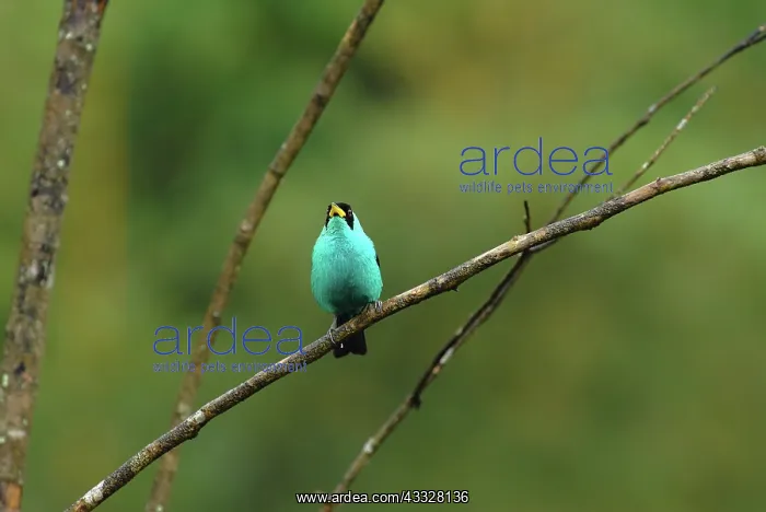 : Green Honeycreeper male : Green Honeycreeper male