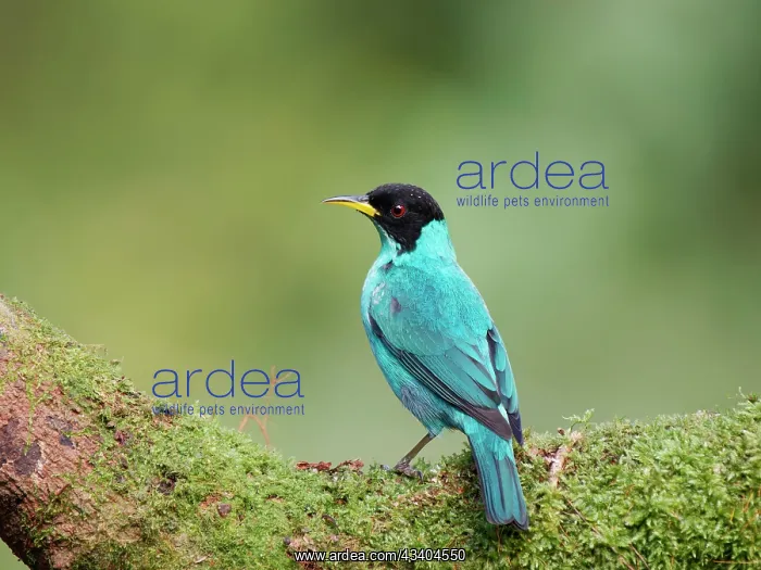  : Green Honeycreeper male Chlorophanes spiza Atlantic