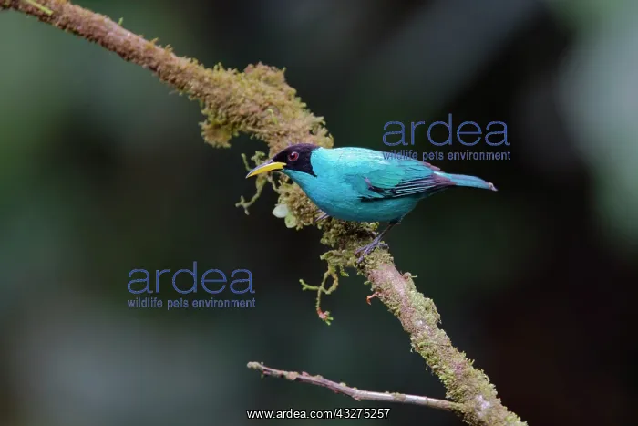 : Green Honeycreeper - male Chlorophanes spiza Sarapiqui, Cost : Green Honeycreeper - male Chlorophanes spiza Sarapiqui, Cost
