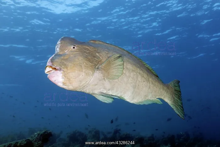 : Green humphead parrotfish (Bolbometopon muricatum) : Green humphead parrotfish (Bolbometopon muricatum)