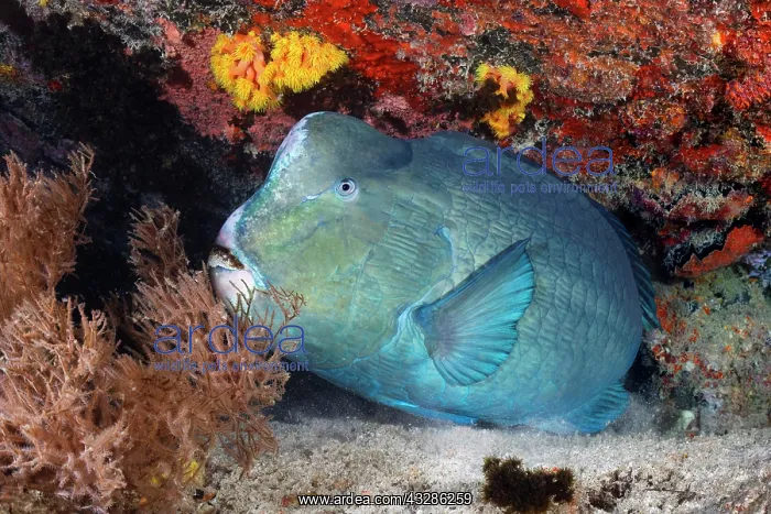 : Green humphead parrotfish (Bolbometopon muricatum) : Green humphead parrotfish (Bolbometopon muricatum)