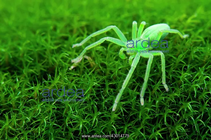 : Green Huntsman Spider camouflaged on moss waiting for prey : Green Huntsman Spider camouflaged on moss waiting for prey