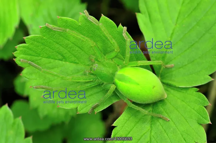 : Green Huntsman Spider female : Green Huntsman Spider female