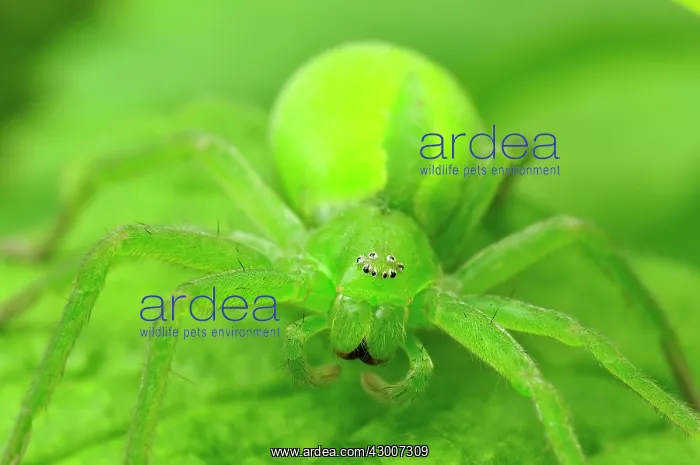: Green Huntsman Spider female : Green Huntsman Spider female