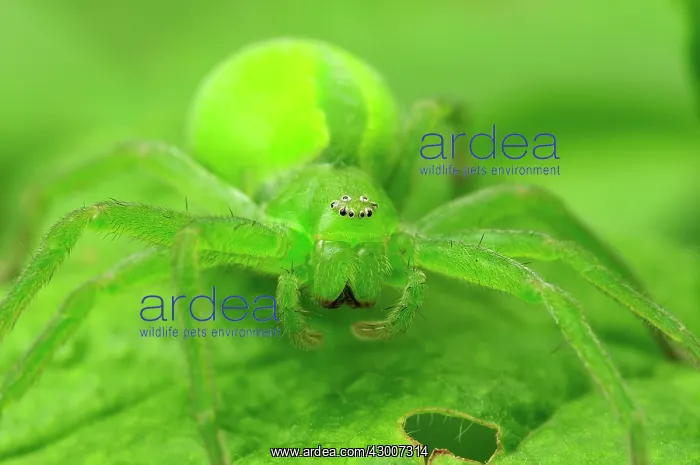 : Green Huntsman Spider female : Green Huntsman Spider female