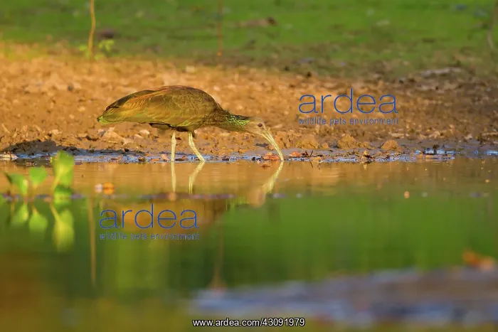 : Green Ibis : Green Ibis