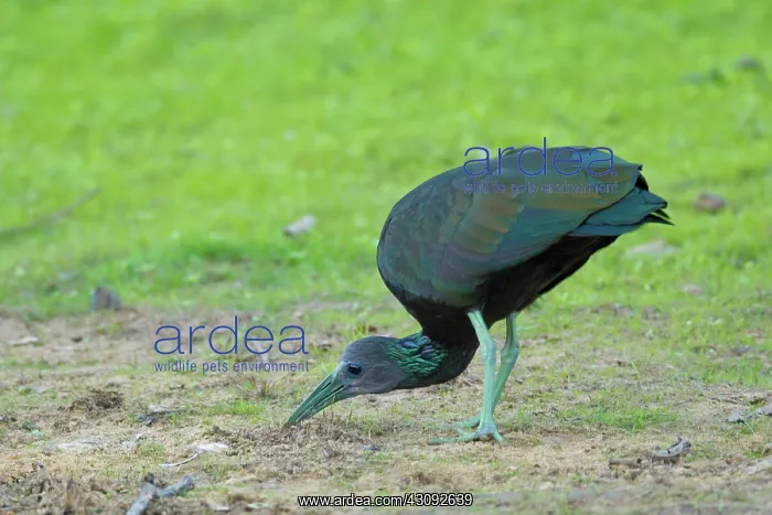 : Green Ibis : Green Ibis