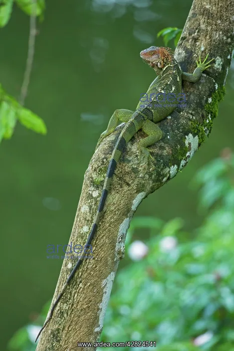 : Green Iguana : Green Iguana