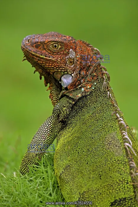 : Green Iguana : Green Iguana