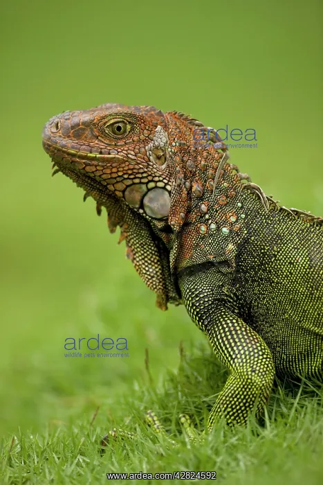 : Green Iguana : Green Iguana