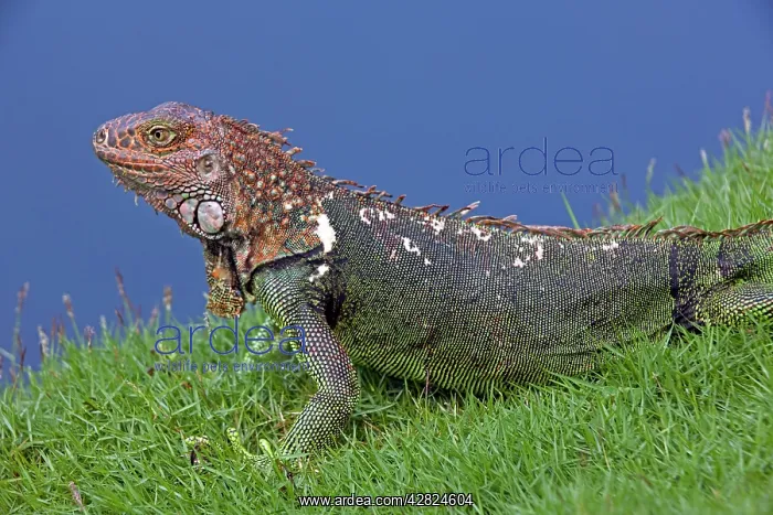 : Green Iguana : Green Iguana
