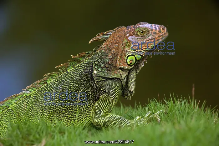 : Green Iguana : Green Iguana