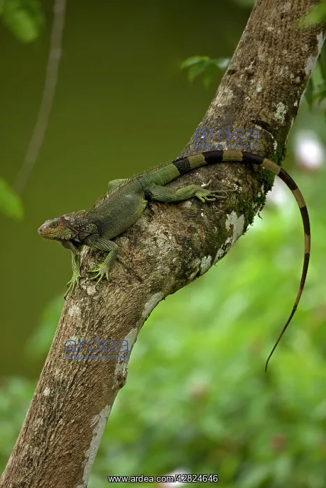 : Green Iguana : Green Iguana