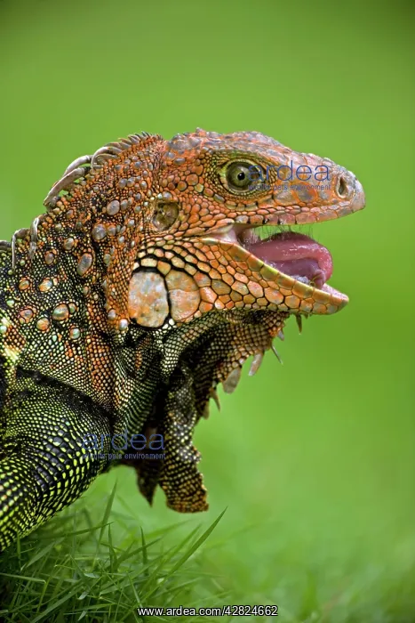  : Green Iguana