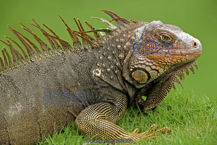 : Green Iguana : Green Iguana