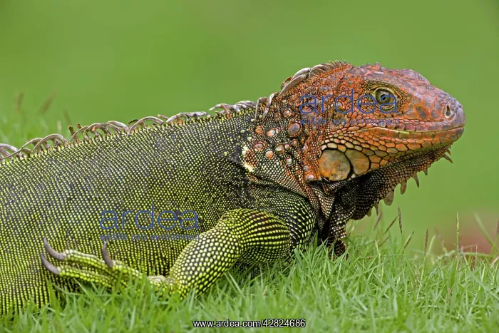 : Green Iguana : Green Iguana