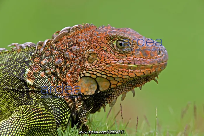 : Green Iguana : Green Iguana