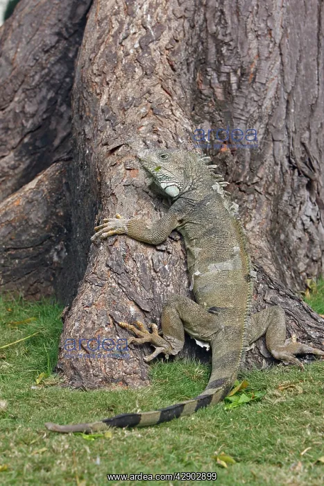 : Green iguana : Green iguana