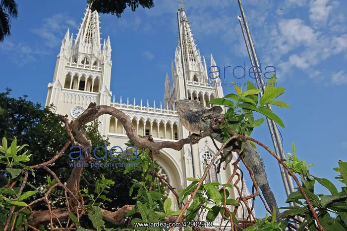 : Green iguana : Green iguana
